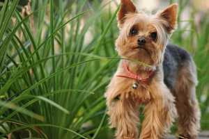 Zalety i wady yorkshire terriers